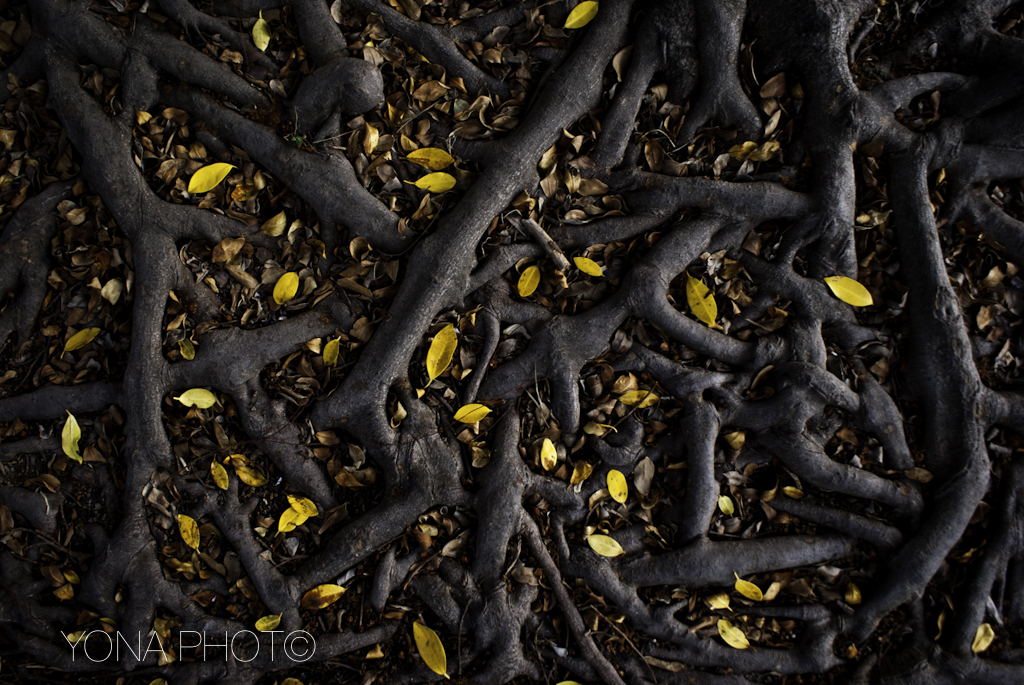 Leaves - Yellow