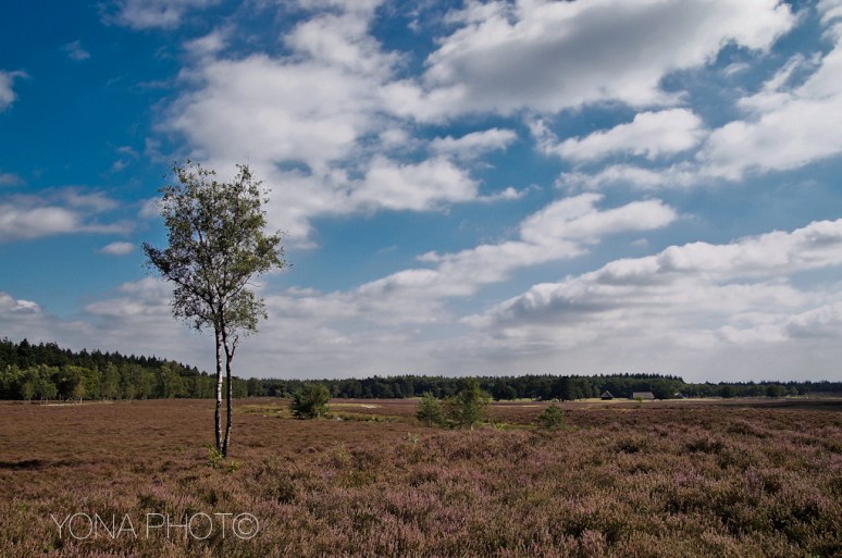 Dutch Heath