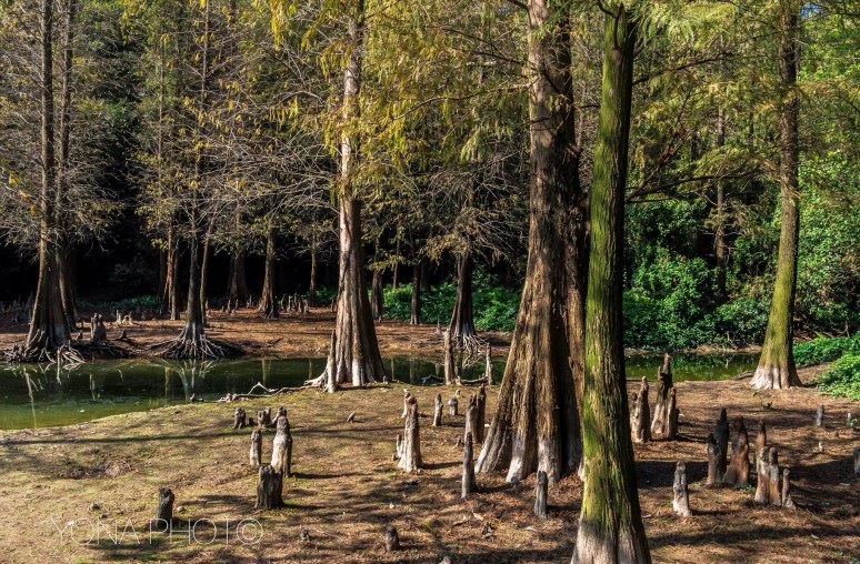 Fairytale Forest, Baiyun Mountain, Guangzhou, Guandong, 2013