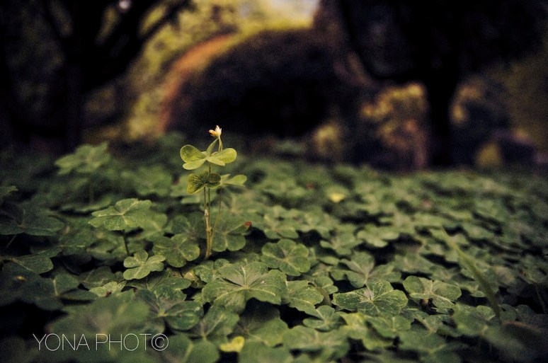 Field of Clovers