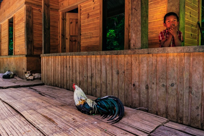 Cockfighter and warrior